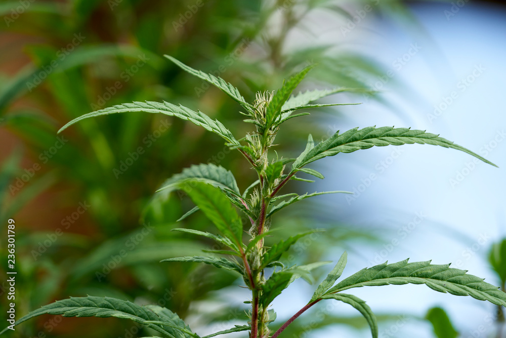 Fototapeta premium Really young female marijuana plants showing their sex.