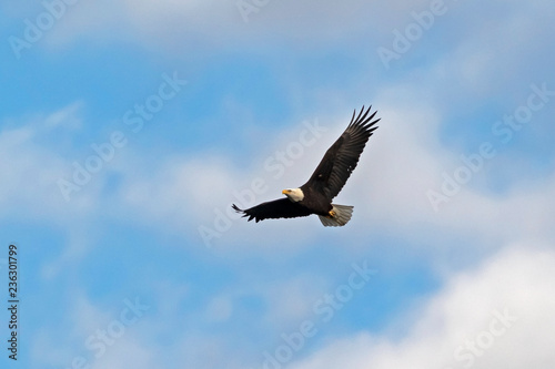Eagle at Los Angeles area mountains