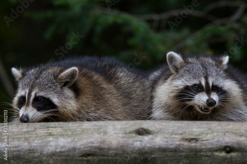 raccoons in autumn