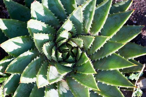Close up of the Spiral Aloe, the national plant of the Kingdom of Lesotho photo