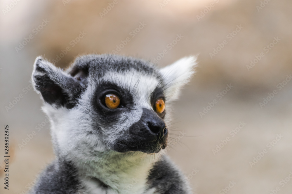 Obraz premium Ring tailed lemur (lemur catta) head portrait