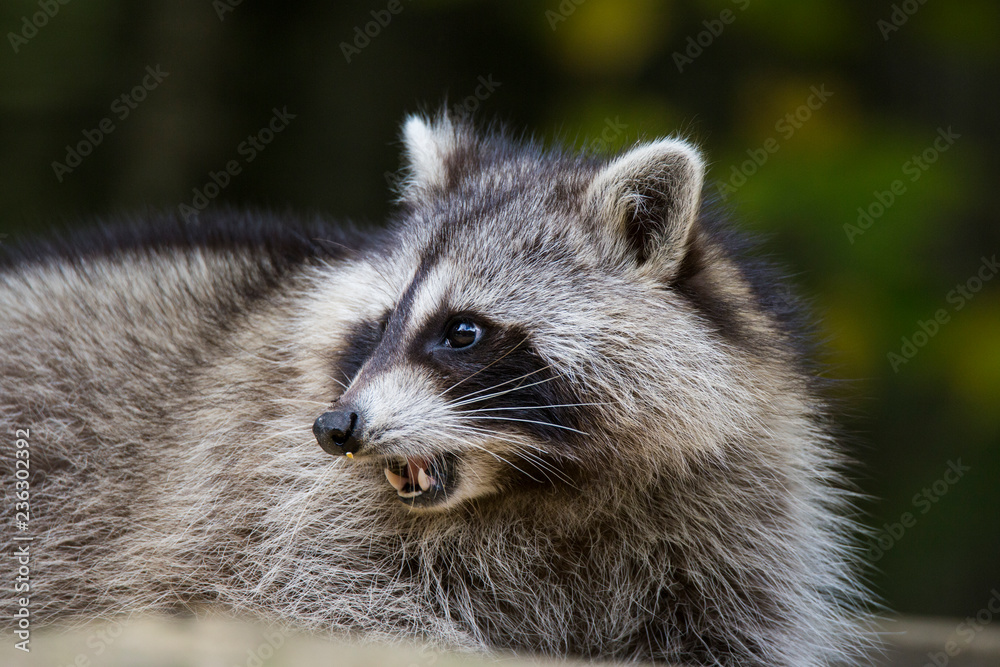 raccoons in autumn raccoons in autumn