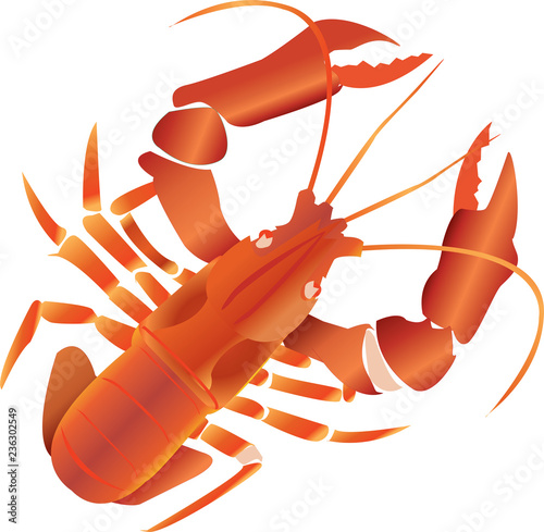 Cooked shrimp vector