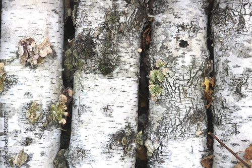 birch logs with black and white birch bark and birch bark texture