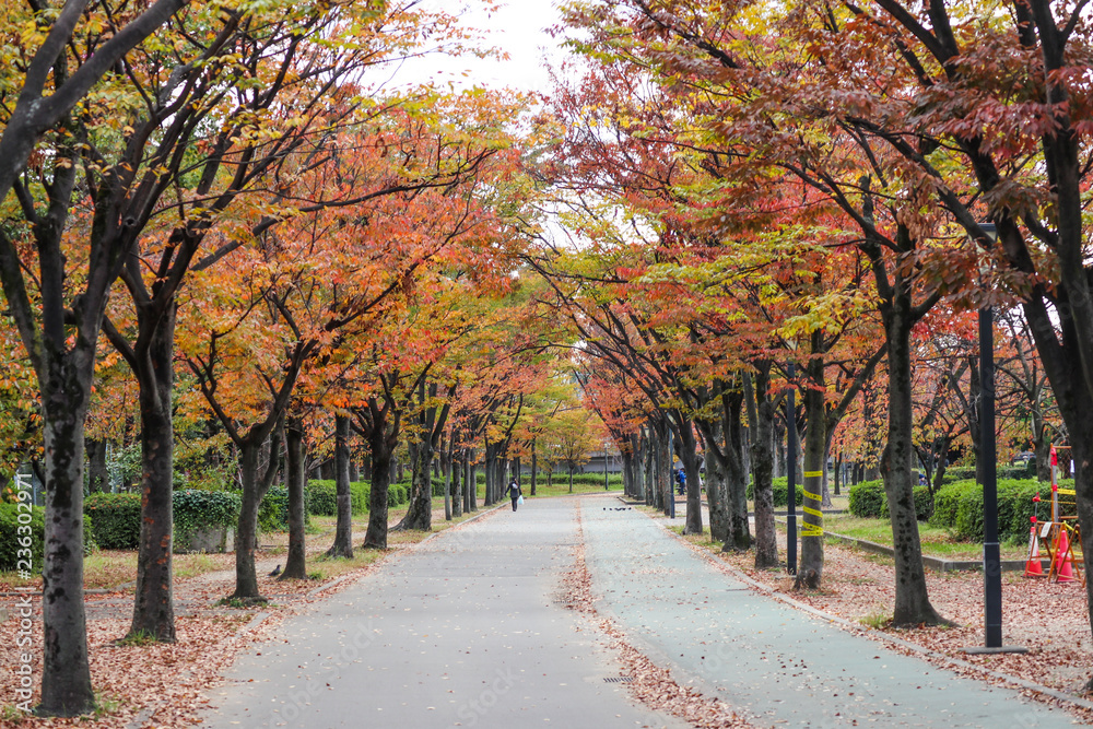 autumn in the park