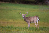 white tailed deer buck  in autumn