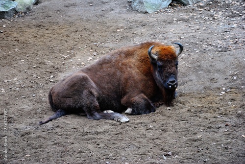 The European bison (Bison bonasus), aka wisent or the European wood bison in Sweden photo