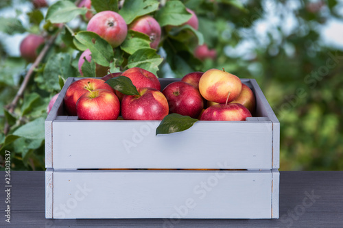 Red apples in wooden box on...