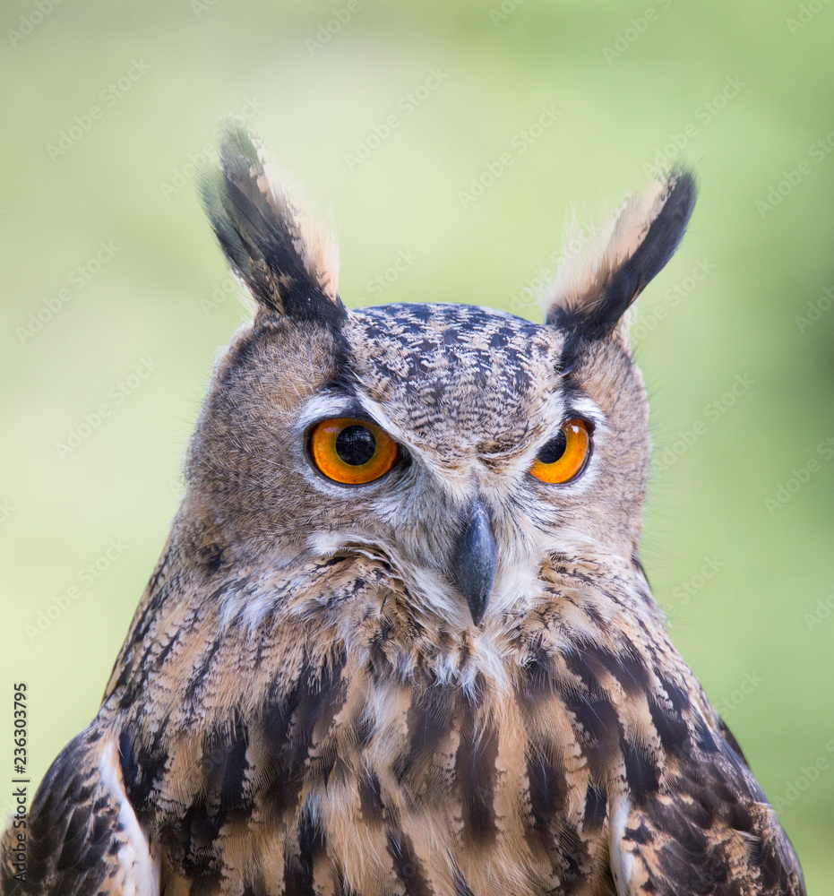 Eurasian eagle-owl (Bubo bubo) portrait Eurasian eagle-owl (Bubo bubo) portrait