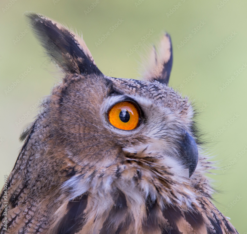 Eurasian eagle-owl (Bubo bubo) portrait Eurasian eagle-owl (Bubo bubo) portrait