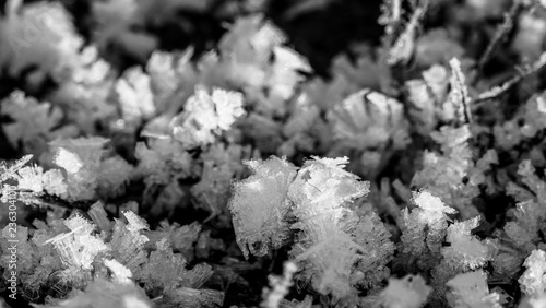 Frozen grass a sunny cold day. Background texture.