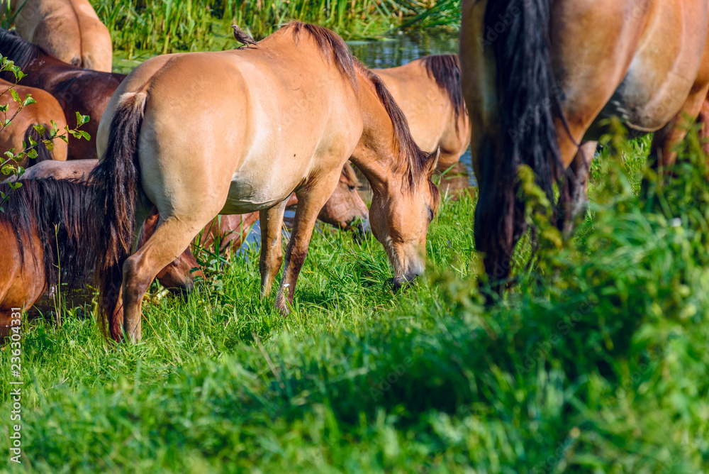 Fototapeta premium Herd of horses by the river. In the summer.