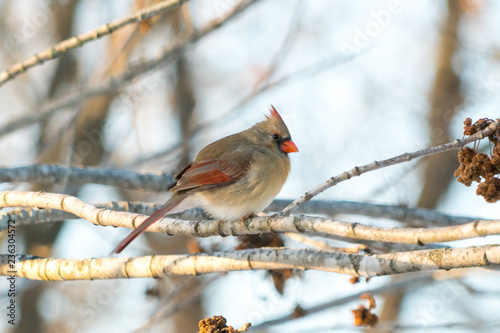 female cardinal on branch © Rob