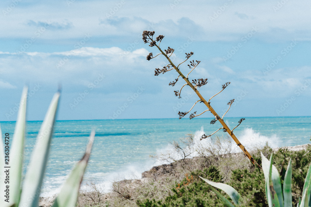 Verschiedene Pflanzen an der Küste am Meer