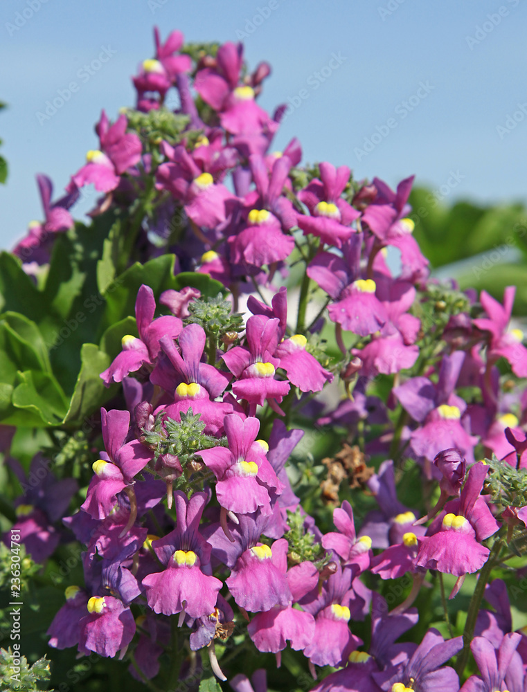 Obraz premium Nemesia