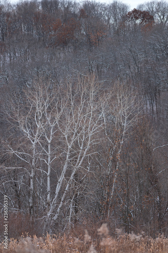 white trees on dark background