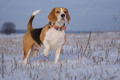 portrait of a Beagle dog on a walk on a Sunny winter day