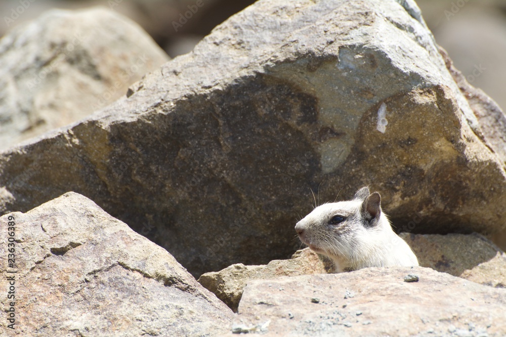 Leucistic Ground Squirrel Hiding in the Rocks Leucistic Ground Squirrel Hiding in the Rocks