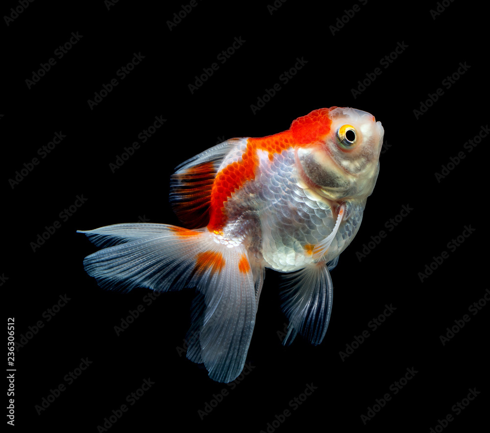 goldfish isolated on a dark black background goldfish isolated on a dark black background