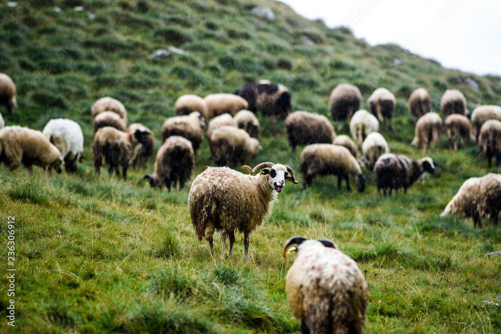 Sheep grazing in meadows in the Durmitor Mountains in Montenegro. Sheep grazing in meadows in the Durmitor Mountains in Montenegro.