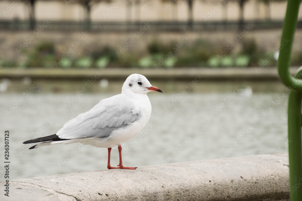 Möwe sitzt auf Brunnen in Paris Möwe sitzt auf Brunnen in Paris