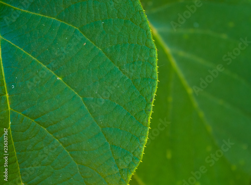 Green kiwi leaves on the vine  close up