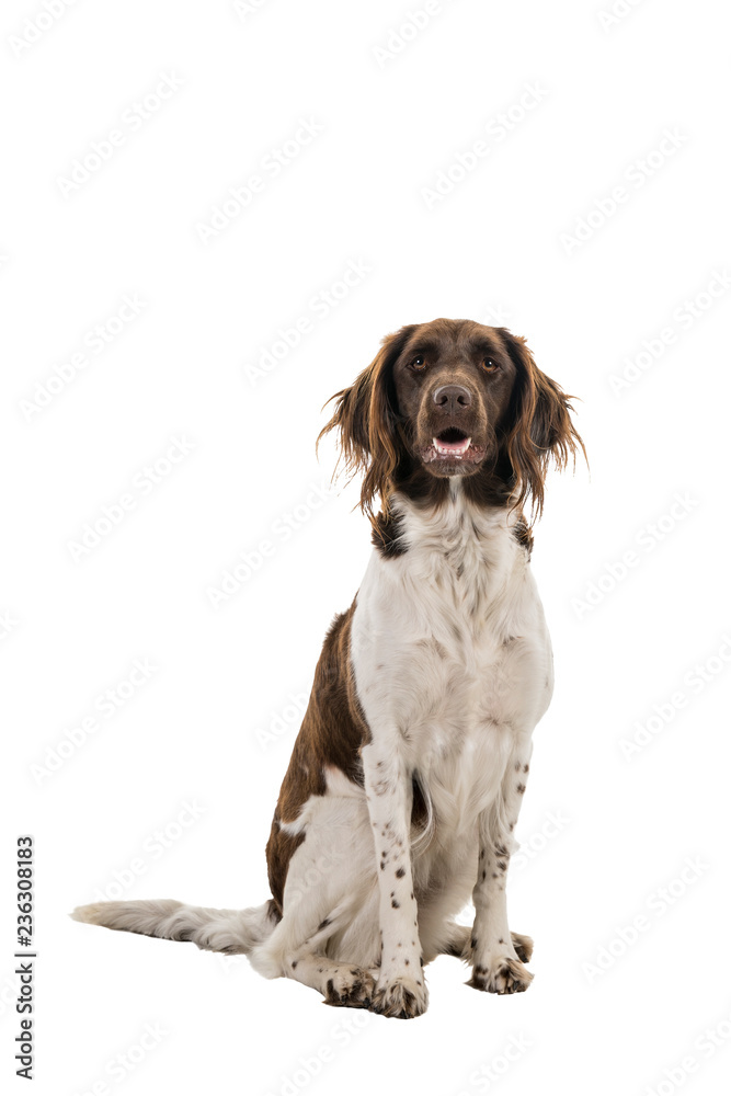Portrait of a two year old female small munsterlander dog ( heidewachtel ) sitting isolated on white background Portrait of a two year old female small munsterlander dog ( heidewachtel ) sitting isolated on white background