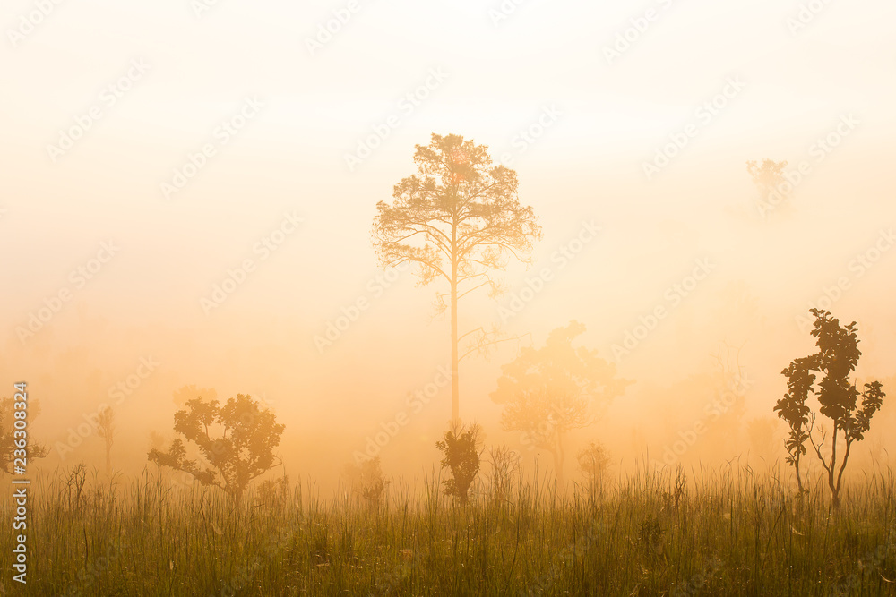 Sunrise at the mountain view Pinus mugo - It is also known as creeping pine