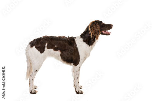 Portrait of a two year old female small munsterlander dog ( heidewachtel ) standing side ways isolated on white background photo