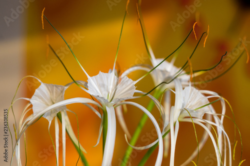 caribbean spider-lily, unique style white flower on multicolored background photo