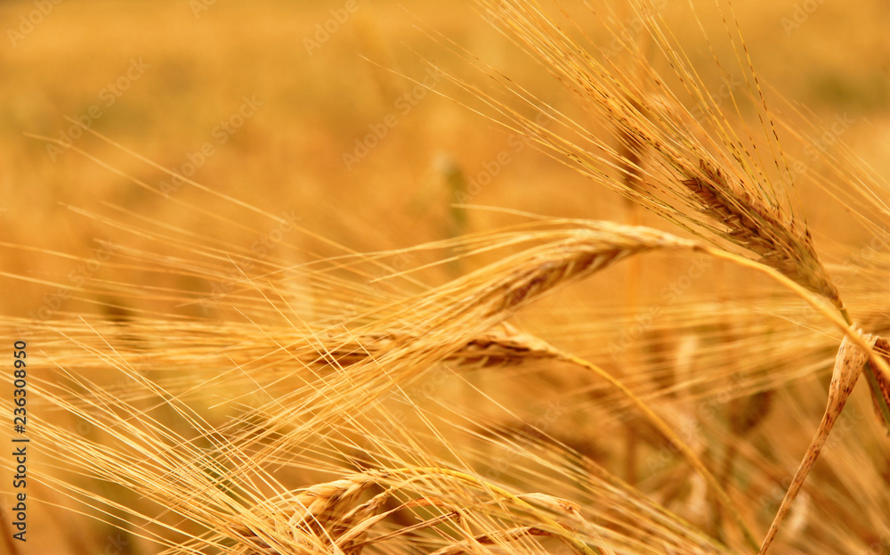 Golden Ears On The Summer Field Before Harvest Golden Ears On The Summer Field Before Harvest