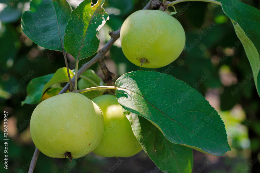 Green ripe apple hanging on branch of tree Green ripe apple hanging on branch of tree