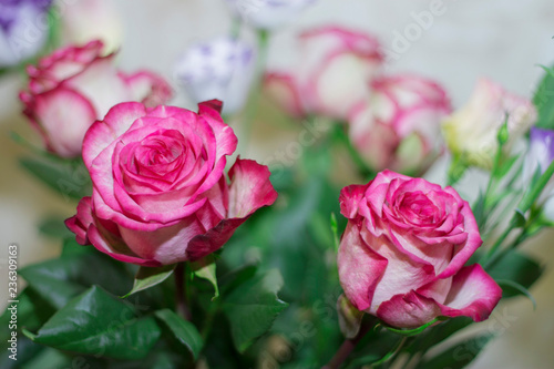 Pink and white blooming roses gifrt with love