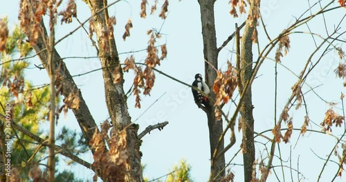 Great spotted woodpecker, Dendrocopos major, knocks on the bark of a tree, extracting edable insects. Bird in winter forest. photo