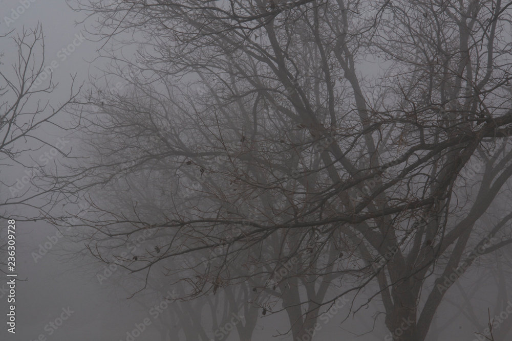 arboles de nogal con neblina arboles de nogal con neblina