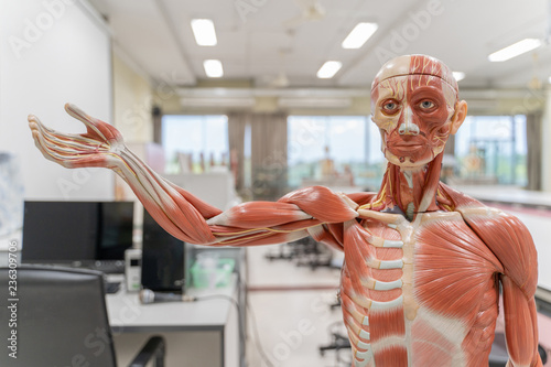 Human anatomy and physiology model in the laboratory. photo