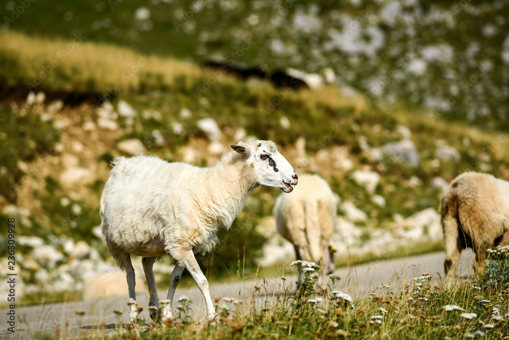 Fototapeta premium Sheep grazing in meadows in the Durmitor Mountains in Montenegro.