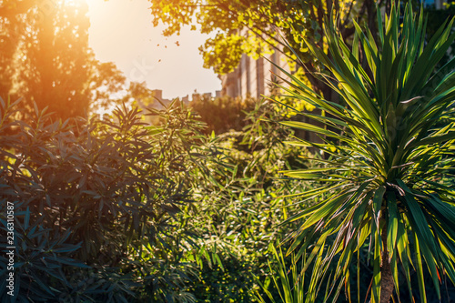 Bright sunlight through the thick Mediterranean thickets of an abandoned garden of a medieval castle