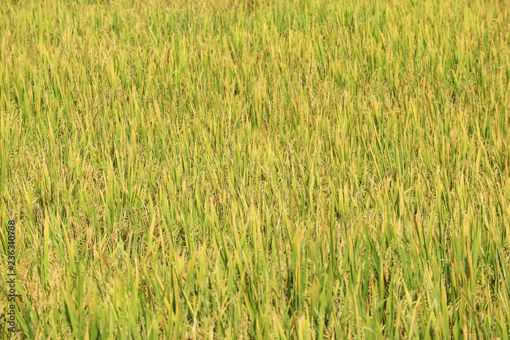 harvest golden organic rice plant farm background.