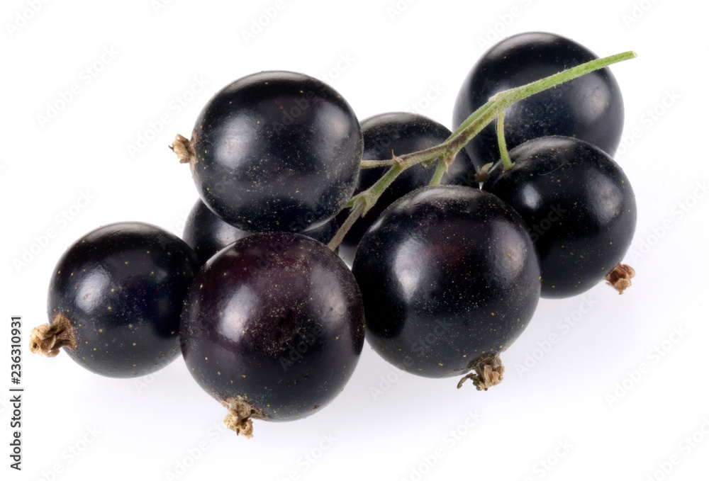 SPRIG OF BLACKCURRANTS SPRIG OF BLACKCURRANTS