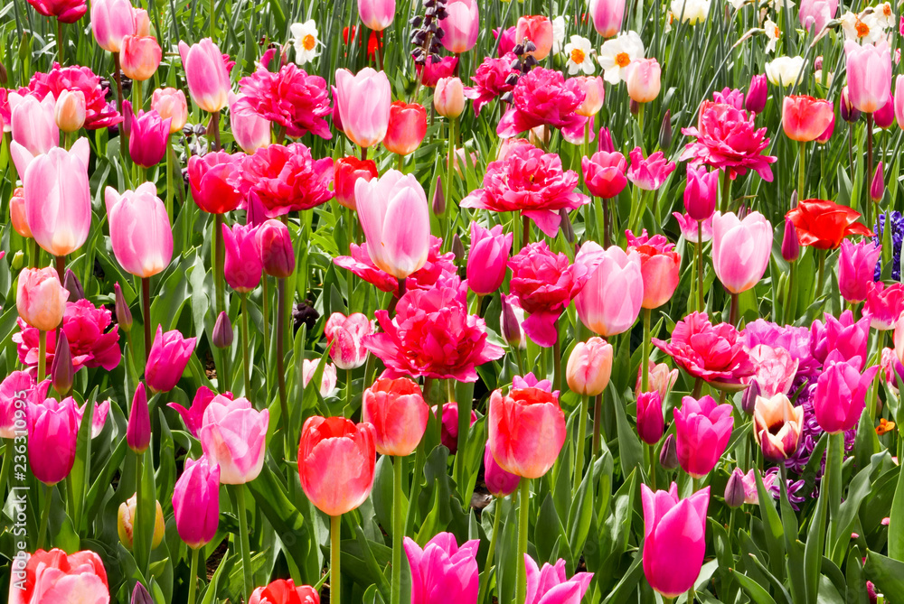 Fototapeta premium tulips