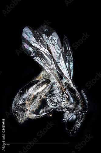 Andrena Bee 3x black edit scale photo