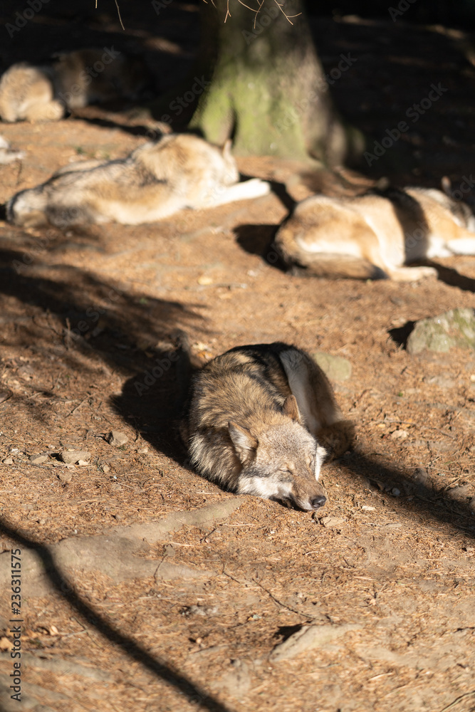 A pack of wild wolves are sleeping in the sun. One Wolf in the foreground. A pack of wild wolves are sleeping in the sun. One Wolf in the foreground.