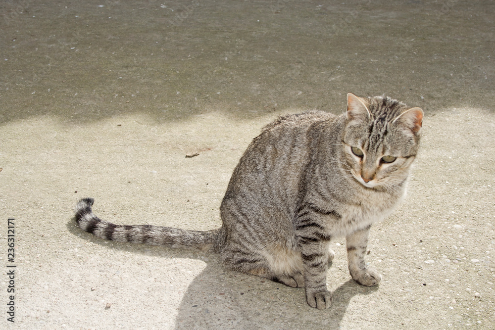 Naklejka premium cat sitting sunbathing