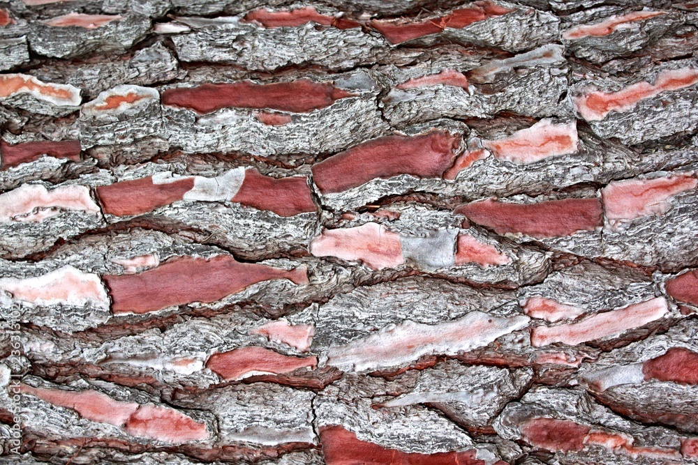 Αυτοκόλλητο Pitsunda relict pine trunk, Abkhazia