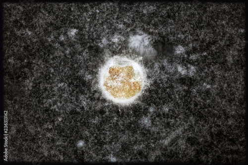 Bild auf Leinwand Rhizoctonia Solani, RS 113