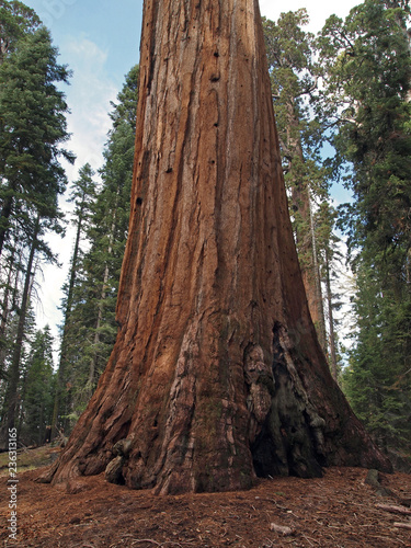 Giant Sequoia (Sequoiadendron giganteum) at General Grant Grove, Kings Canyon National Park, California, USA