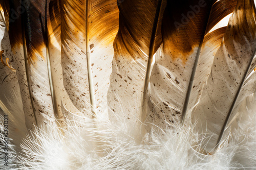 Close up photo of Native American Indian feathers from a headdress costume.
