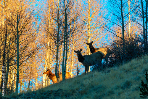 Elk Herd in the Rockies