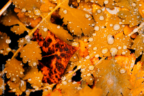 Vivid autumn yellow leaves with water drops close up. Golden fallen leaves in rain. Fall abstract textured background with copy space. Droplets on grass in gold tones.